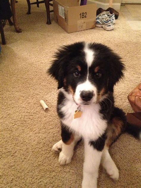 Bernedoodles are known for their friendliness to children, playfulness, intelligence, and kind affection. Bernese Mountain Dog Mix