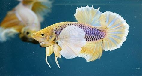 Ikan cichlid termahal di indonesia. 7 Jenis Ikan Cupang Paling Mahal di Indonesia, Tembus Rp25 ...