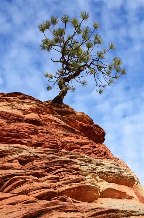 The Pinyon Pine