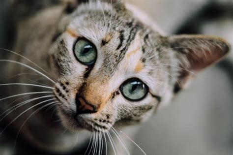 This is why cats often pace and heave before vomiting. Why Is My Cat Throwing Up? | Paw Precious