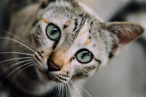 If you find vomited liquid with strands of hair on the floor, you should take your cat to your veterinarian to investigate the. Why Is My Cat Throwing Up? | Paw Precious
