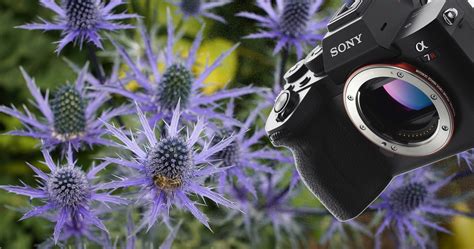 Sony Alpha 7r Iv Die Vollformat Gigantin Fotoobjektiv