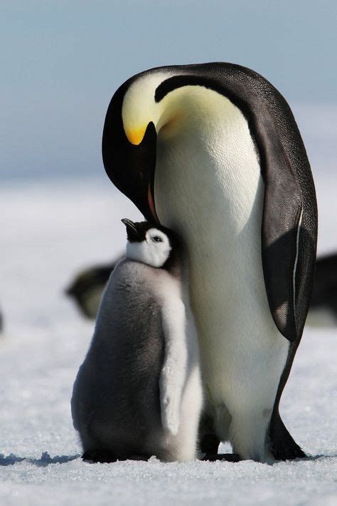 Doting Mother By Artic Phil Animals Penguin Animals Penguins