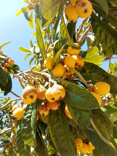 Without A Doubt One Of My Favorite Fruits Are The Loquats They Are So