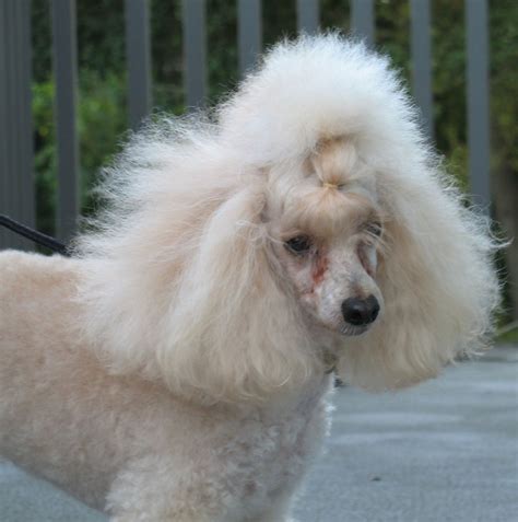 Topknot Challenge Page 16 Poodle Forum Standard Poodle Toy