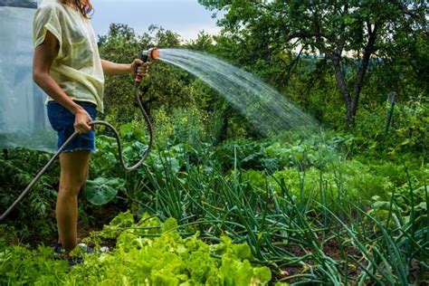 Are You Watering Your Veggies The Right Way Heres How To Know If Your