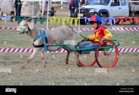 Goat Racing At Country Show Stock Photo Alamy