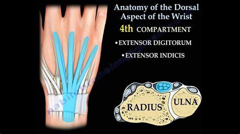 Anatomy Of The Dorsal Aspect Of The Wrist Everything You Need To Know