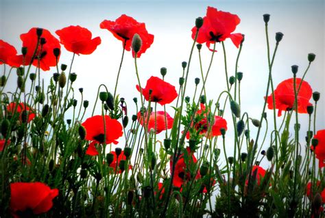 Red Poppy Flower Field At Daytime Hd Wallpaper Wallpaper Flare Images