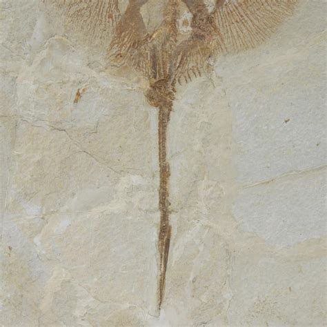 Lot Stingray Fossil Heliobatis Radians Eocene 48 Million Years