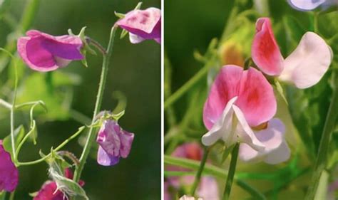 Monty Don Shares How To Sow Sweet Peas In October On Gardeners World
