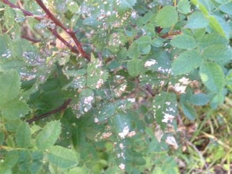 Rose diseases are best prevented by providing a favorable cultural environment for the roses. Have no clue about what's hit my rose bush