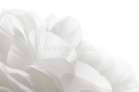 White Petals Closeup Stock Photo Image Of Abstract Flourish 68883294