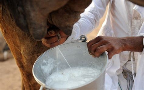 Empat Manfaat Susu Unta Yang Menyehatkan Bagi Tubuh Moeslim Id