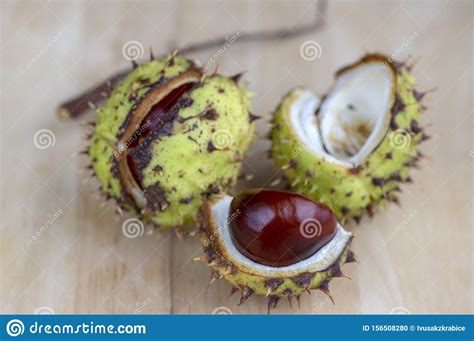 Check spelling or type a new query. Aesculus Hippocastanum, Brown Horse Chestnuts, Conker Tree ...