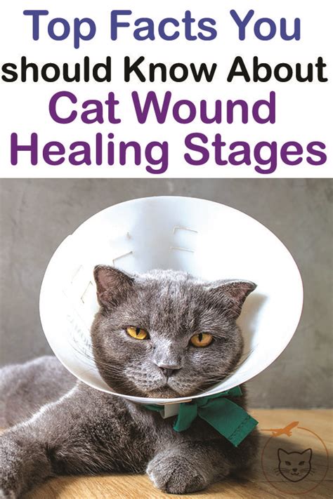 Cats can become injured rather easily. Top Facts You should Know About Cat Wound Healing Stages ...