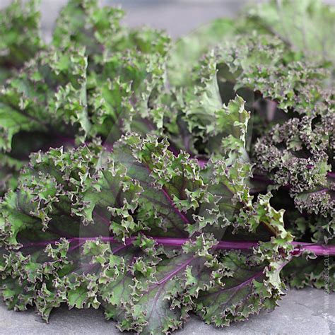 Kale Redbor F1 Seeds Agm Quality Seeds From Sow Seeds Ltd