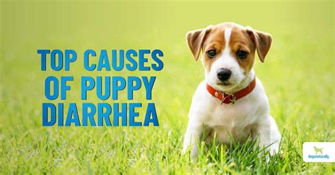 Managing Puppy Diarrhea A Natural Guide Dogs Naturally