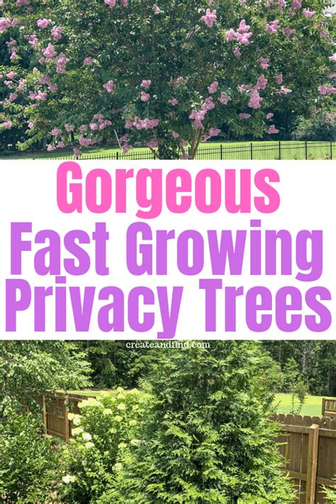 A wide variety of artificial privacy plants options are available to you, such. Fast Growing Privacy Trees