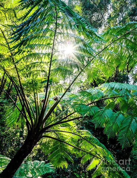 Daintree Rainforest Sunlight Photograph By Silken Photography Fine
