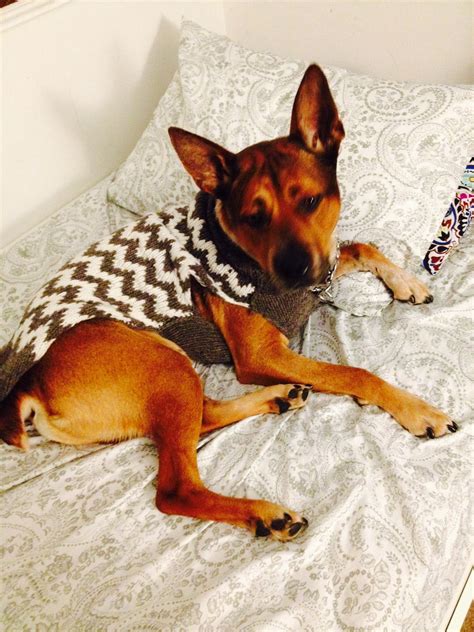 8 weeks old on 2/27/21 gender: Best dog I ever had Barkley he is an Australian cattle dog ...