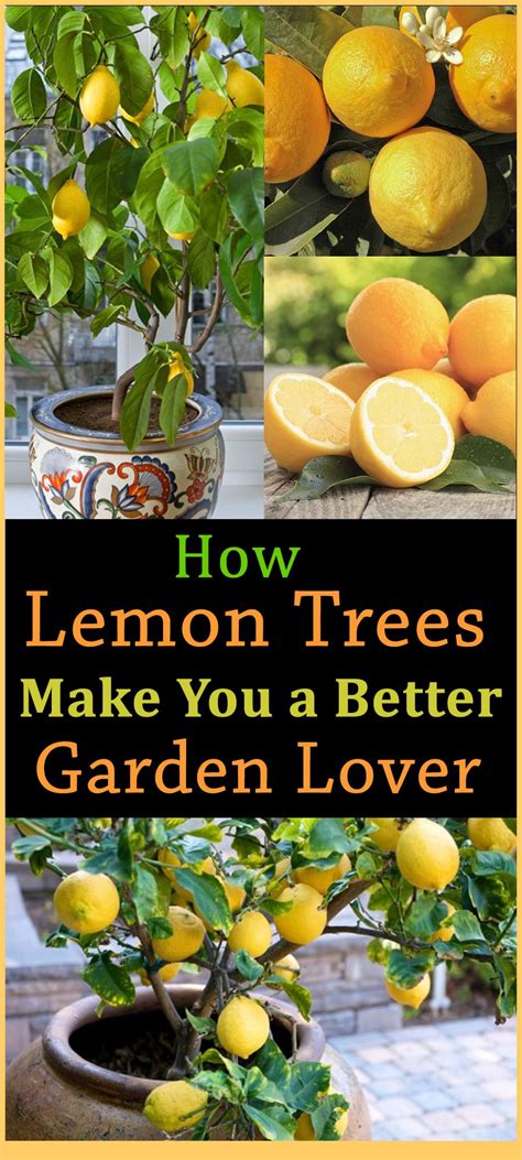 How Lemon Trees Make You A Better Garden Lover Lemon Tree From Seed