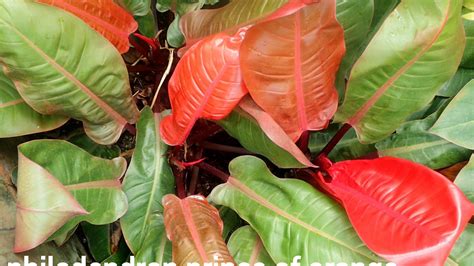 8 Different Houseplants With Orange Leaves Youtube