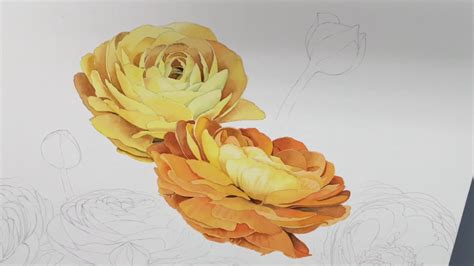 Explore more searches like fun2draw flowers. Progress of watercolor "Ranunculus", part 2. How to draw ...