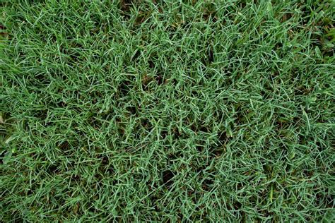 All About Bermuda Grass Planting Care And Cost