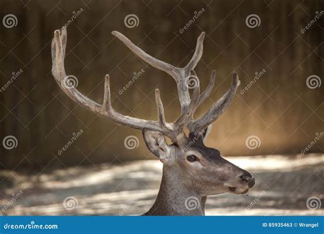 Spanish Red Deer Cervus Elaphus Hispanicus Stock Image Image Of