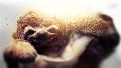 Sloth Wallpaper Wallpapersafari