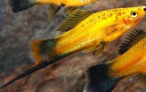 Marigold Wag Swordtail Swordtails Xiphophorus Helleri Tank Facts