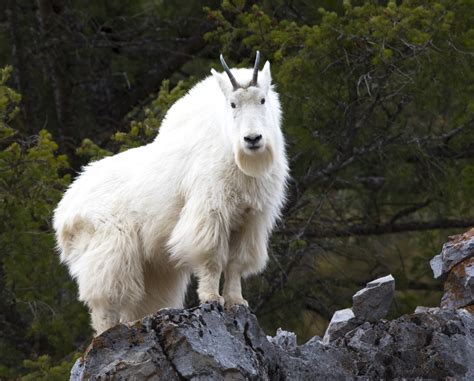 Telkwa River Outfitters Mountain Goat Gallery Photo Gallery
