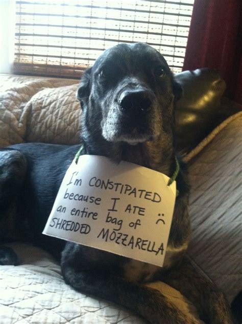 Dog Shaming Pet Shaming Pet Shame Pets For More Funny Dogs And