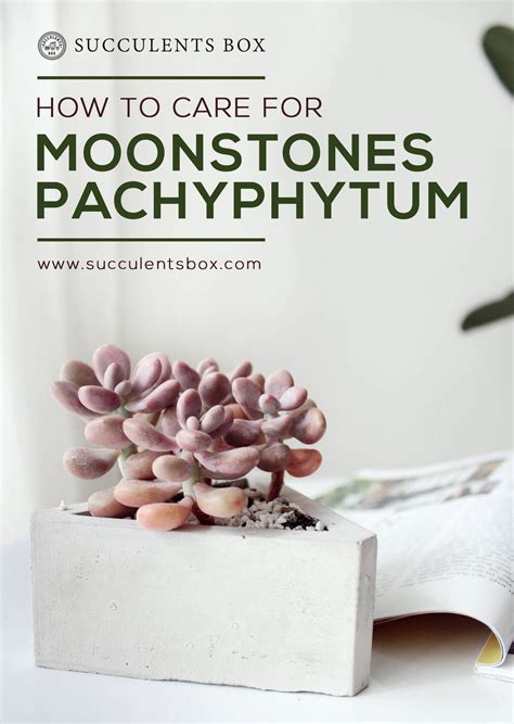 How to care for Moonstones Pachyphytum Oviferum ...