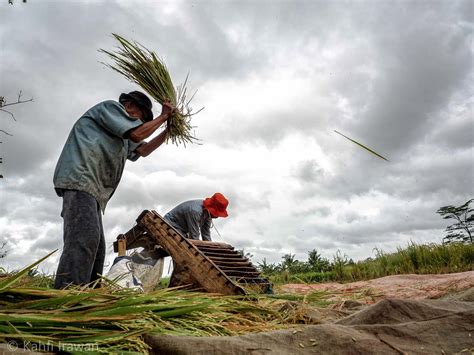 Jadi saya harap petani kita bisa akses dana kur pertanian sebagai upaya meningkatkan kesejahteraan para petani kita, pungkas dia. Sketsa Petani Sawah / Cara Menggambar Pemandangan Petani ...