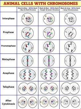 The cell division cycle or the cycle is a series of events that takes place in a cell which causes the cell into two daughter cells. Mitosis Clip Art - Animal and Plant Cells {Commercial and ...