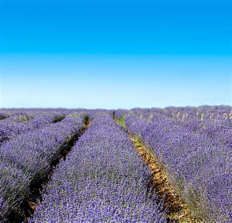 Lavender Field Photograph By Boyan Dimitrov Fine Art America