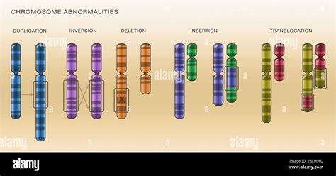 Chromosome Abnormalities Illustration Stock Photo Alamy