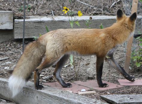 Living And Dyeing Under The Big Sky Red Fox