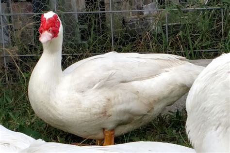 White Muscovy Ducklings