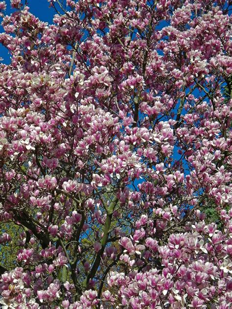 Photos By Stan Magnolia Tree In Full Bloom