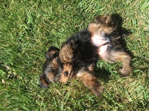 Expert recommended top 3 hair salons in vancouver, washington. Yorkshire Terrier puppy for sale in VANCOUVER, WA. ADN ...