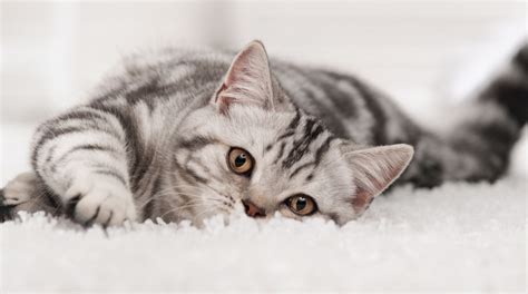 Superb customer service · free planning assistance How To Get Cat Pee Smell Out Of Your Carpet - Homestead Acres