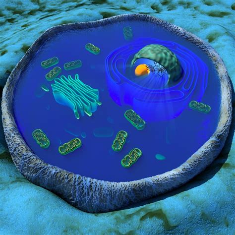 Does not have a cell wall c. Why Pancreatic Cells Have More Rough Endoplasmic Reticulum ...