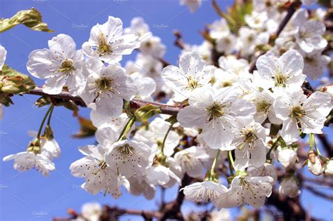 White Cherry Blossoms High Quality Stock Photos