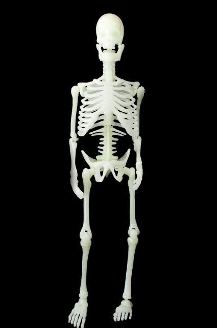 Image of standing skeleton | CreepyHalloweenImages
