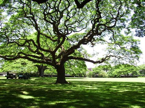 Tree Pictures wallpaper | 1024x768 | #8062