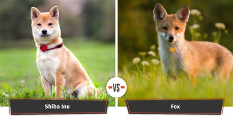 The Shiba Inu Is Perhaps The Most Famous Foxy Dog Who Frequently Get