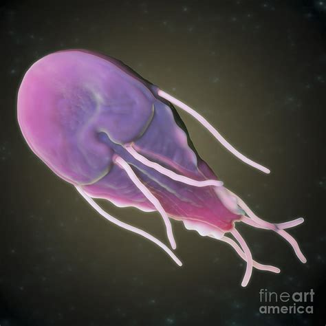 Giardia Lamblia Parasite Photograph By Science Picture Co Fine Art My